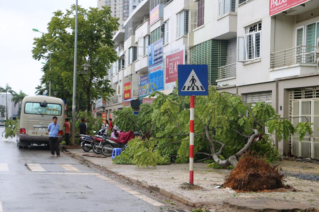 Cây lớn cây bé đều bị bật gốc nằm la liệt