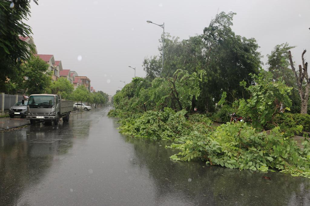 Hàng cây buồn thiu đứng chịu tang